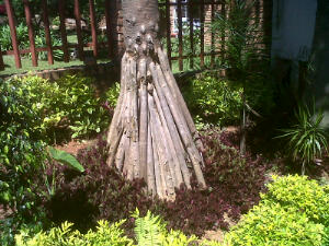 The vertical parts are part of the trunk, not just a bunch of sticks propped against the tree.