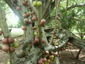 The fruit (much enjoyed by monkeys) grows straight from the trunk and limbs.